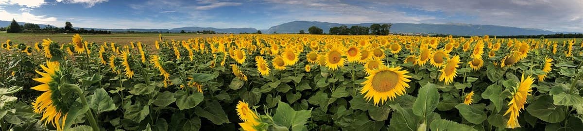 Field of sunflowers: C-Suite Content interview with the CEO of Soula