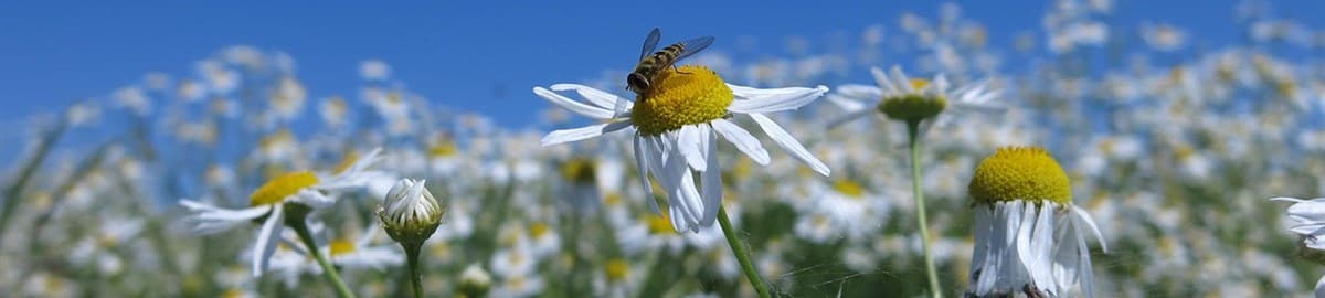 Chamomile flowers in sunlight: Dailybreak list of AI apps with Soula