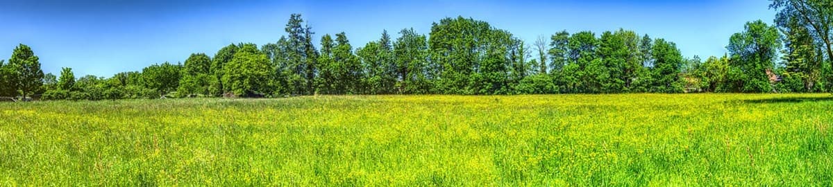 Green meadow and trees: EU-Startups 2025 HealthTech list with Soula