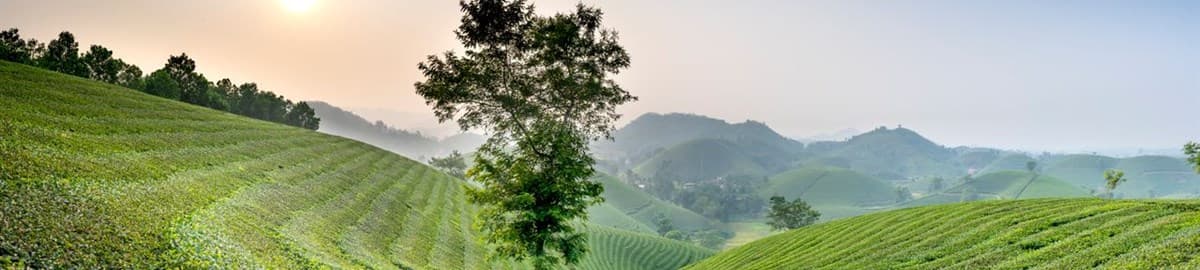 Green tea plantation hills: Fast Company on the Soula inDrive pilot