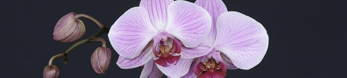 Pale orchid on a dark background: The Independent feature quoting the founder of Soula