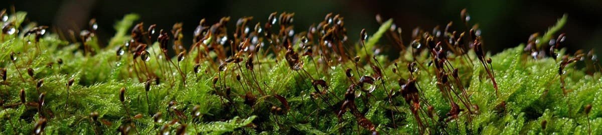 Green moss with sprouting stalks: Signalbase on the Soula USD 750,000 raise