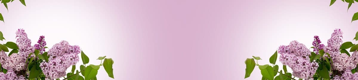 Lilac blossoms: StartUpHub UNWE interview with the founder of Soula