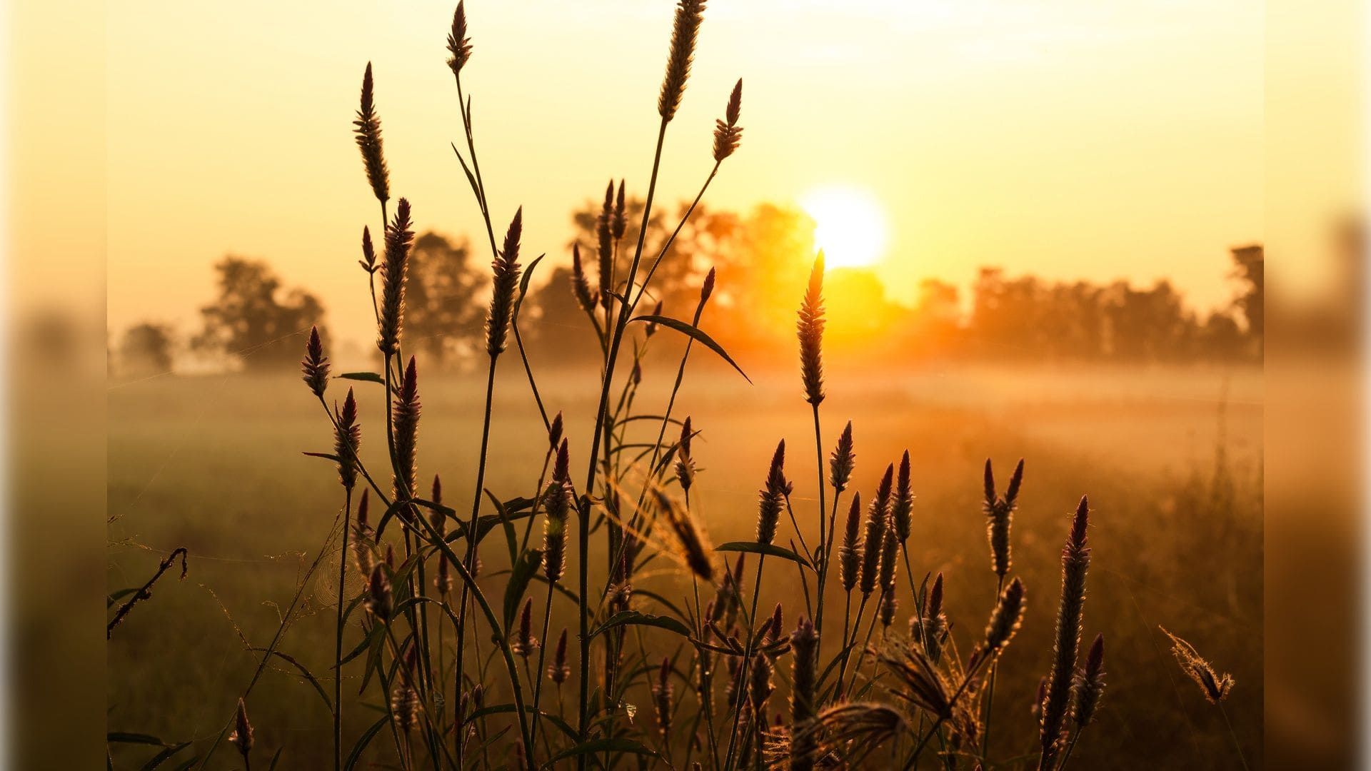 Morning Cortisol Levels and the Cortisol Awakening Response: Why You Wake Up Anxious (And How to Fix It)