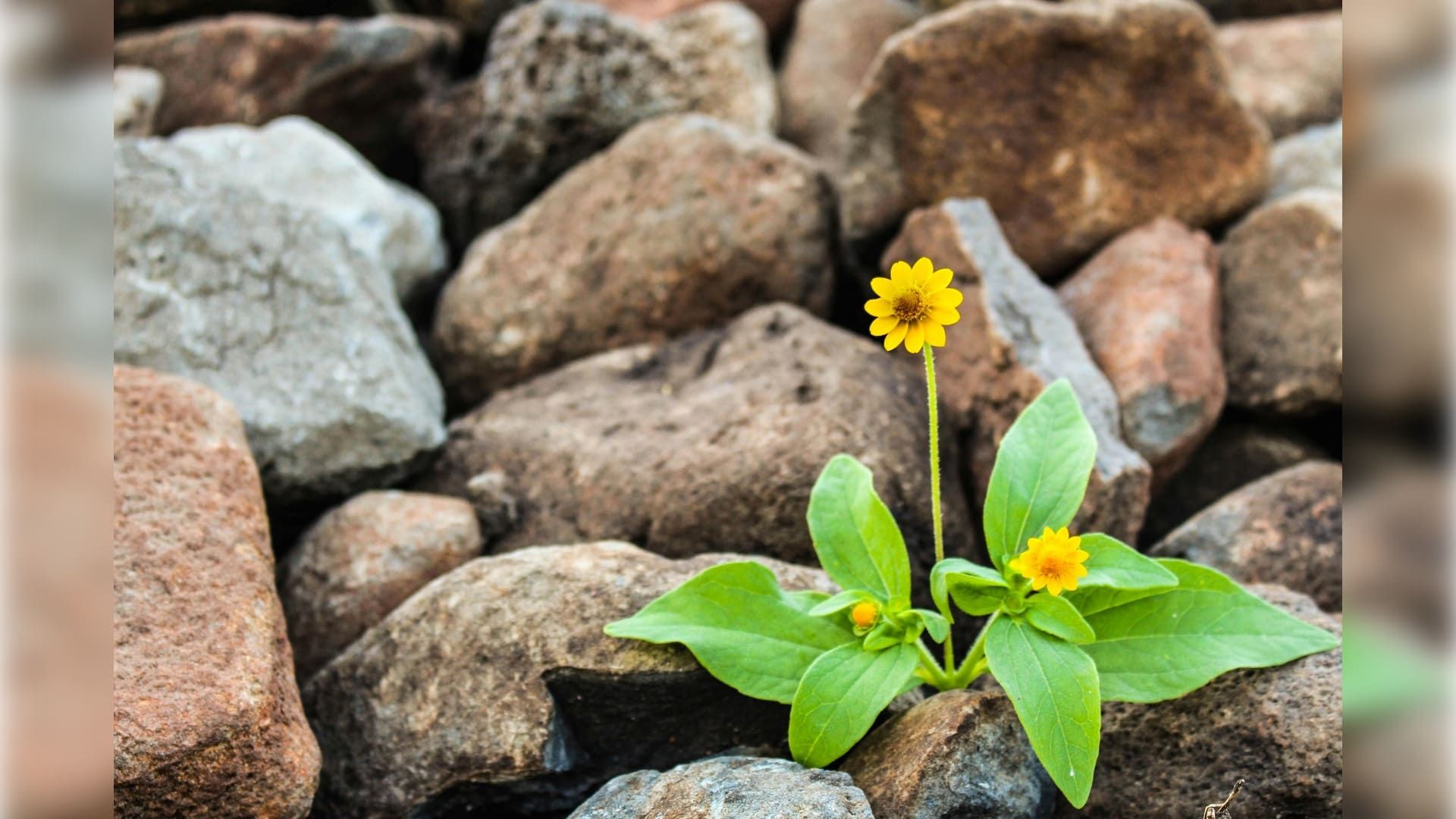 How to Build Stress Resilience: Your Guide to Coping and Thriving